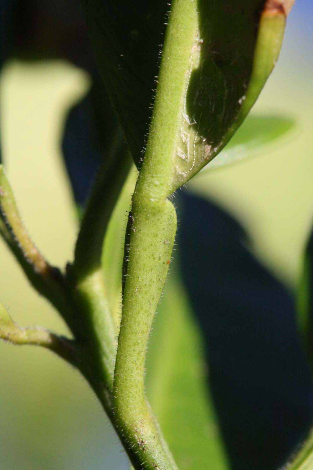              Petiole (Riverside, CA)       